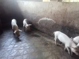 Pig Weaners for Sale