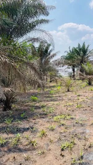8 Plots of Palm Plantation for Sale in Ubulukwu Asaba