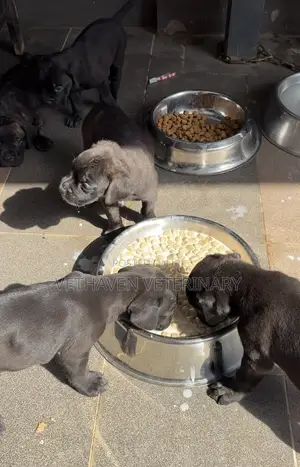 1-3 months Female Purebred Cane Corso