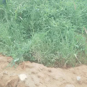 Demolish Able Bungalow on Dry Land Selling