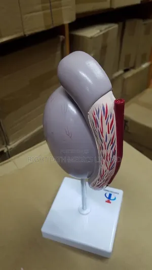 Human Testicular Anatomical Model