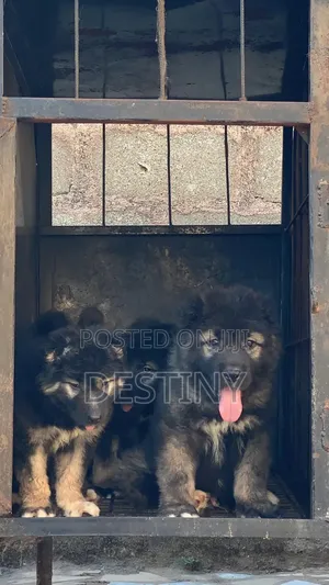 1-3 months Male Purebred Caucasian Shepherd