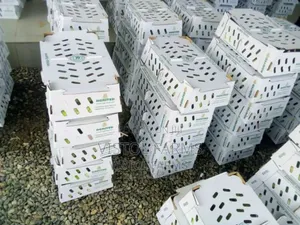 Agrited Broilers