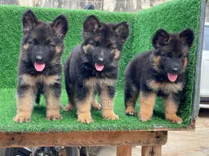 0-1 month Male Purebred German Shepherd
