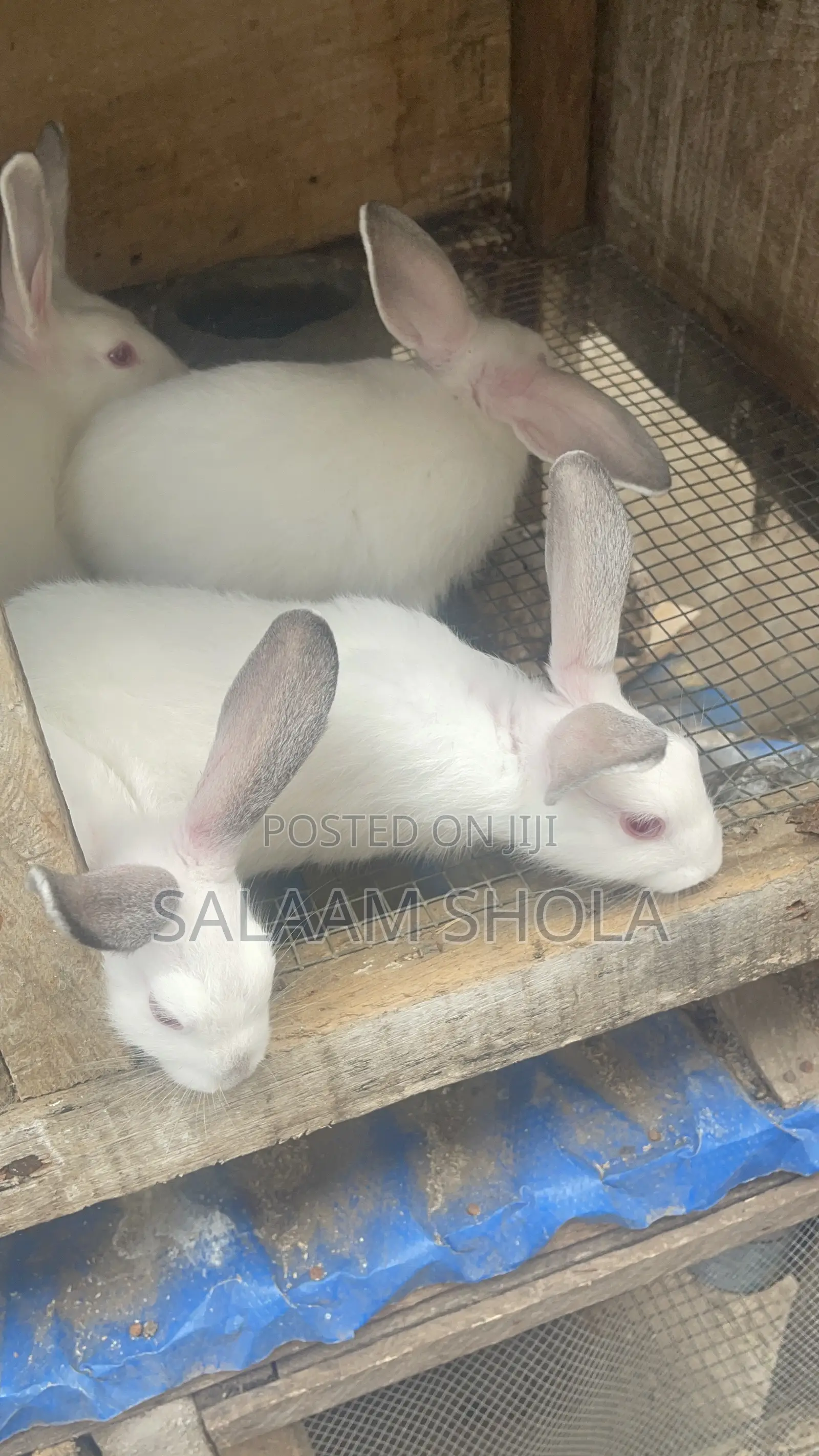 Hyla Max Rabbit