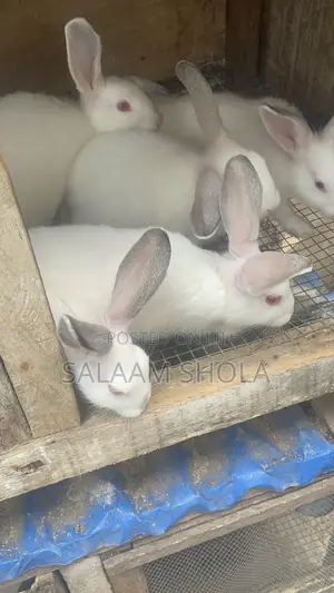 Hyla Max Rabbit