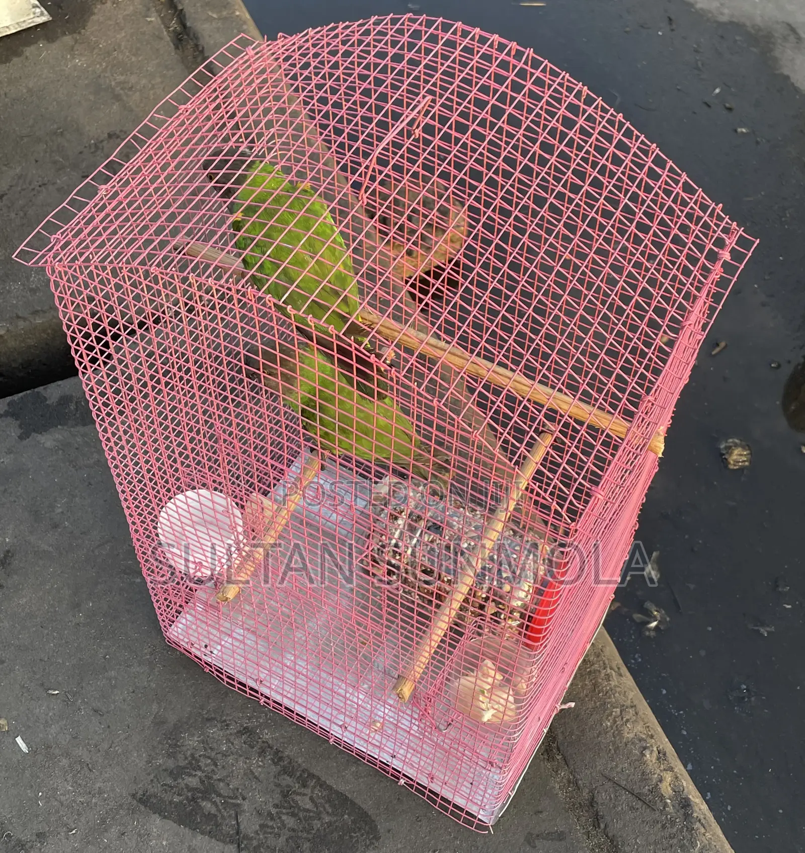 Parrot Cages
