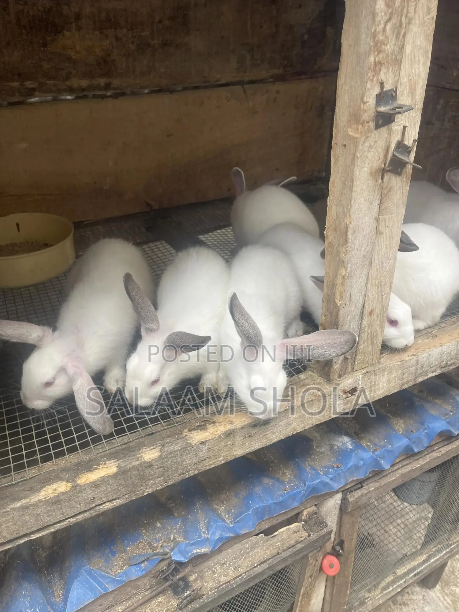Hyla Max Rabbit