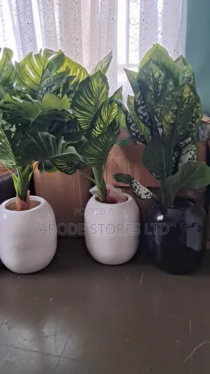 Medium Sized Floor Plants