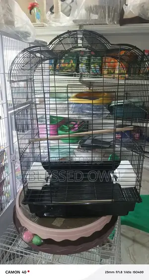 Imported Parrots Cages