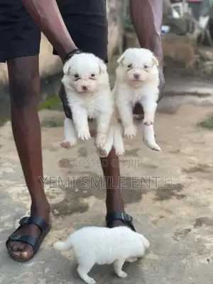 1-3 months Male Purebred American Eskimo