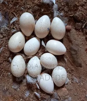Turkey Eggs