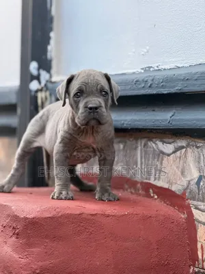 1-3 months Female Purebred Cane Corso