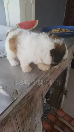 1-3 months Female Purebred Lhasa Apso