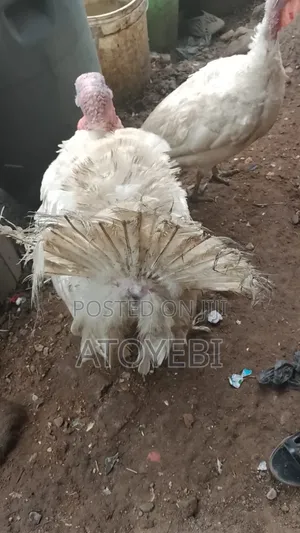 Christmas Turkey for Free