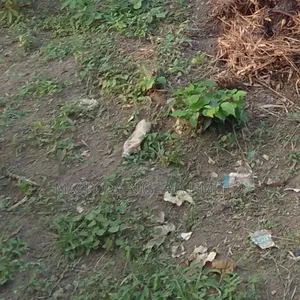 Properly Measured Full Plot Of Land Selling