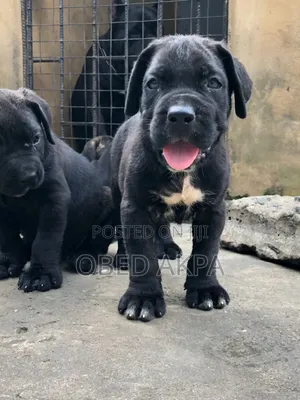 1-3 months Female Purebred Cane Corso