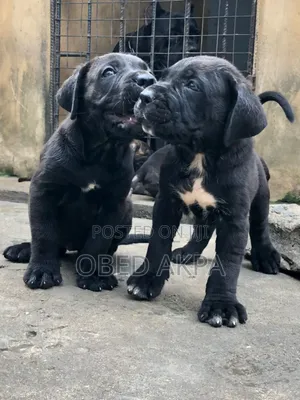 1-3 months Male Purebred Cane Corso