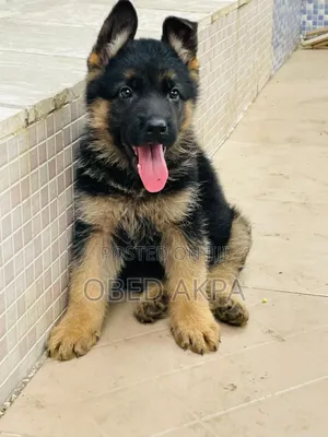 1-3 months Male Purebred German Shepherd