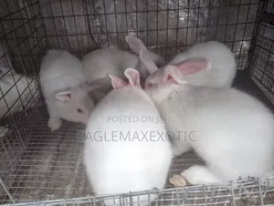 Exotic Rabbit Breeds for Sale