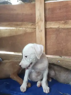 1-3 months Female Purebred American Pit Bull Terrier
