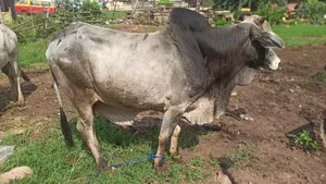 Affordable Cow for Sale in Benin