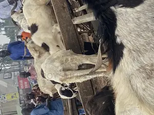 Quality Live Goats and Ram