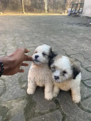 1-3 months Female Purebred Lhasa Apso