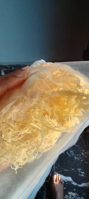100g Raw Gold Seamoss
