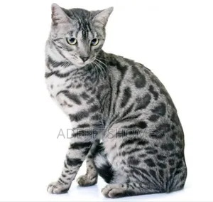 1-3 months Female Purebred Bengal