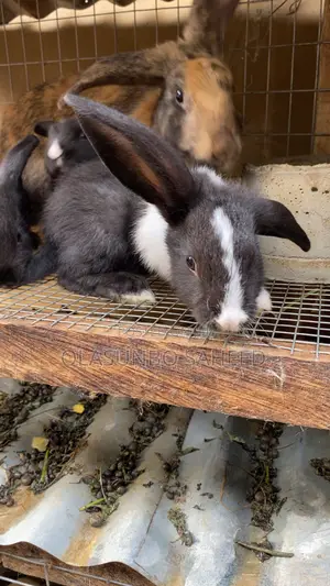 Rabbit Are in Good Condition