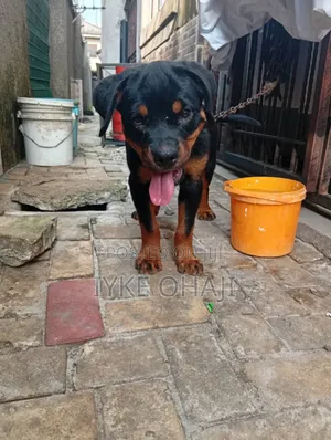 1-3 months Male Purebred Rottweiler