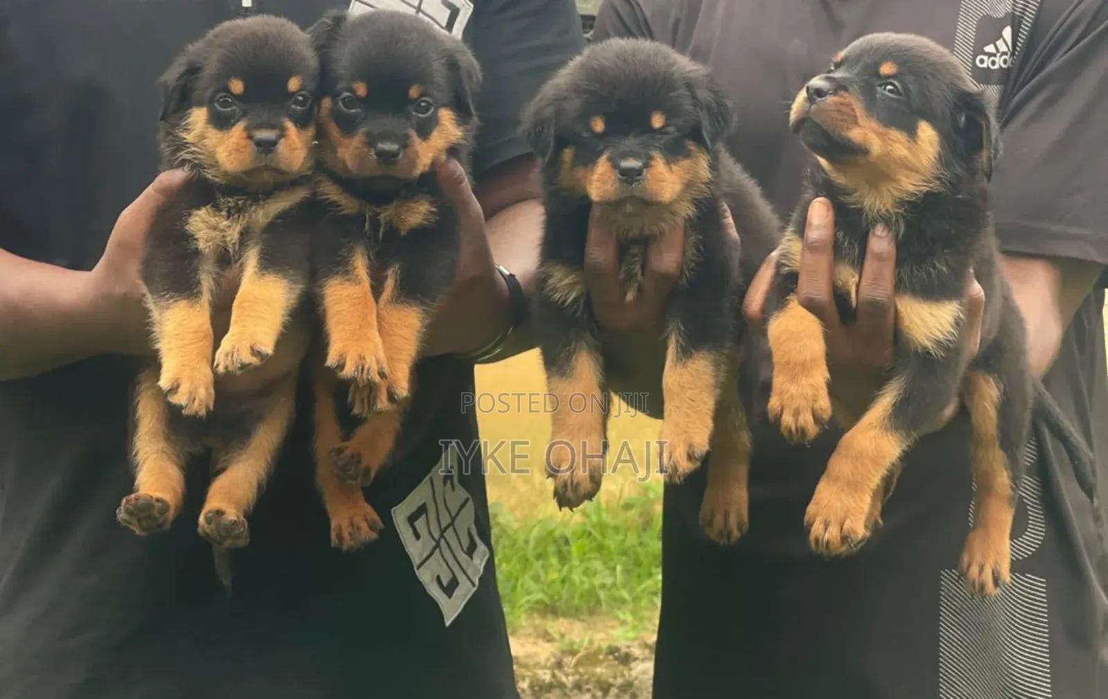 1-3 months Female Purebred Rottweiler