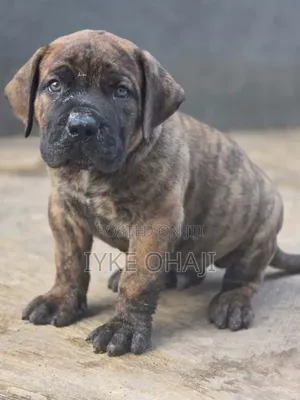 1-3 months Male Purebred Boerboel