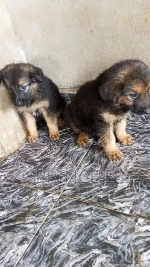 1-3 months Male Purebred German Shepherd