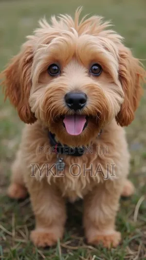1-3 months Male Purebred Lhasa Apso