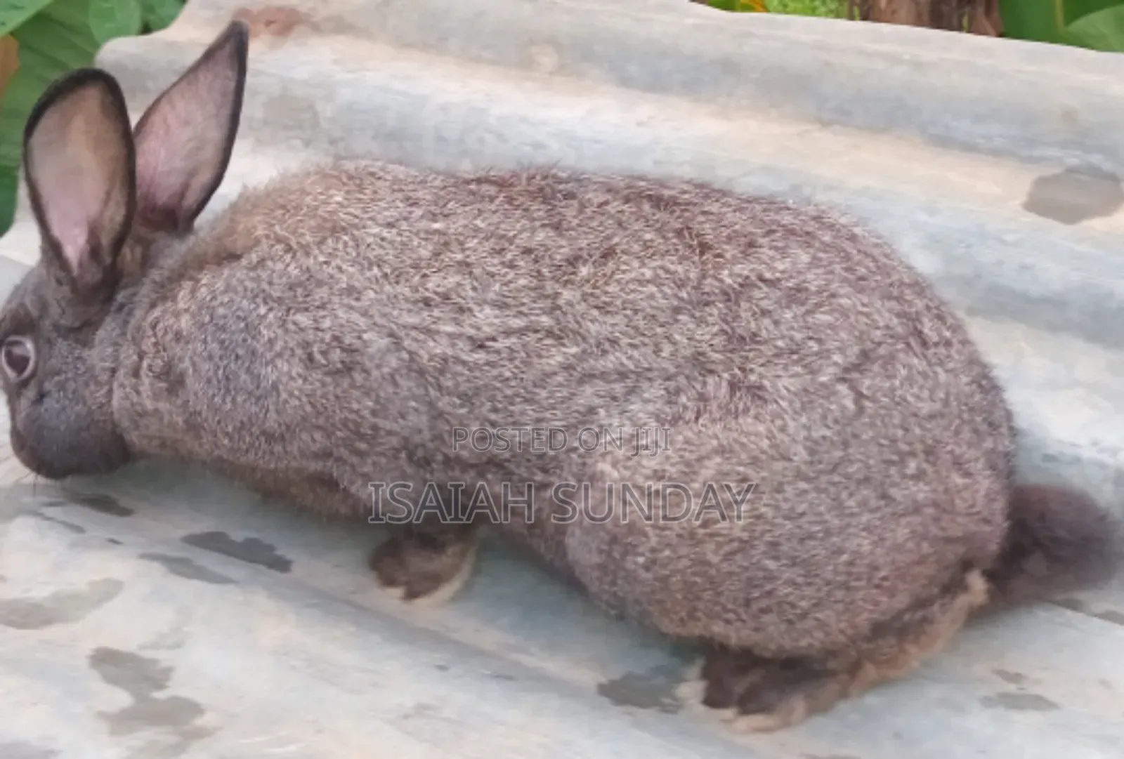 Greens' Rabbit Republic