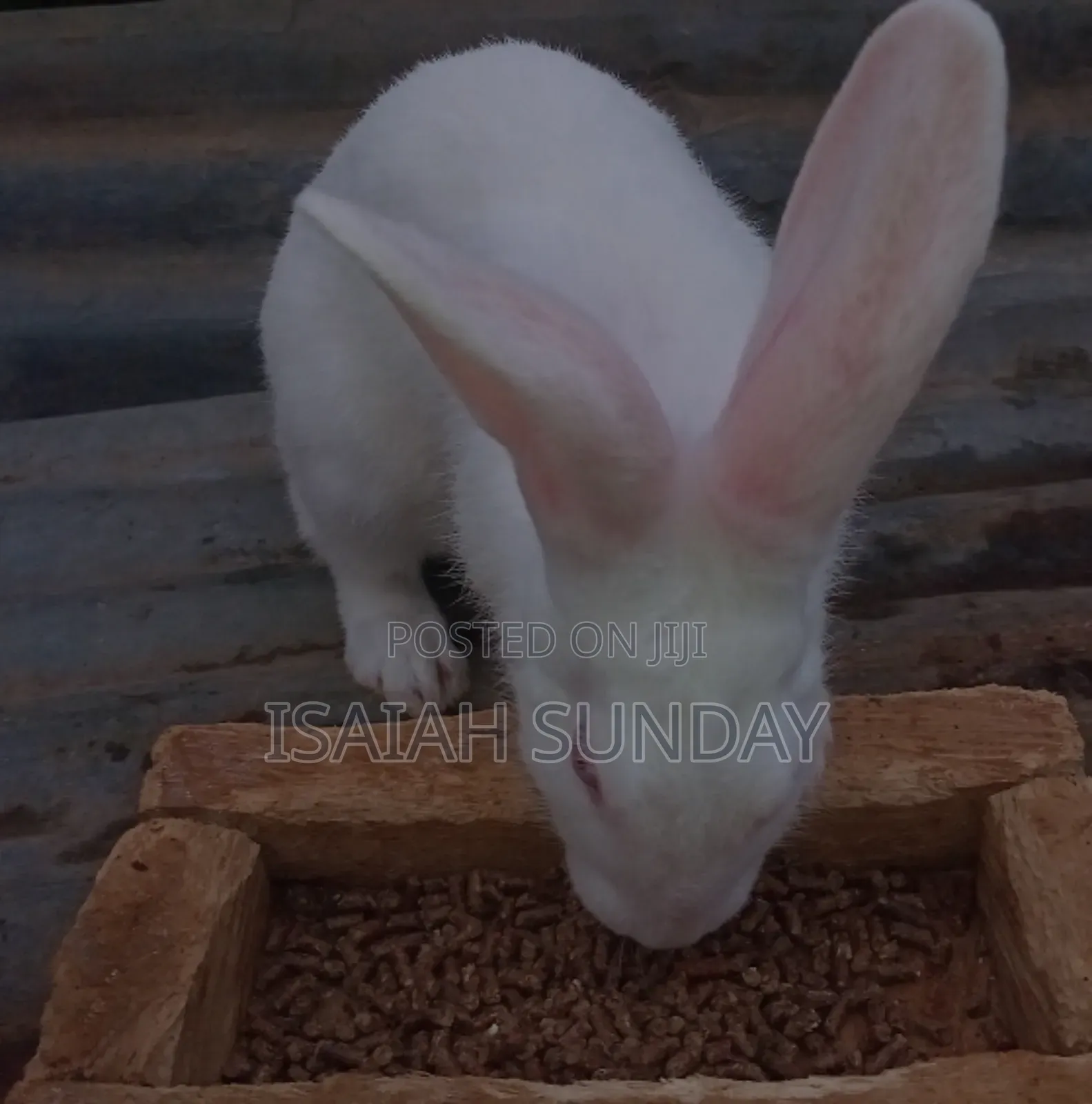 Greens' Rabbit Republic