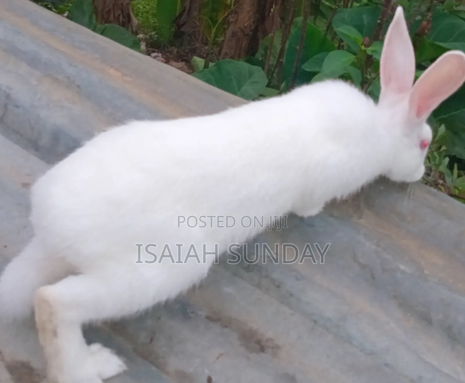 Greens' Rabbit Republic
