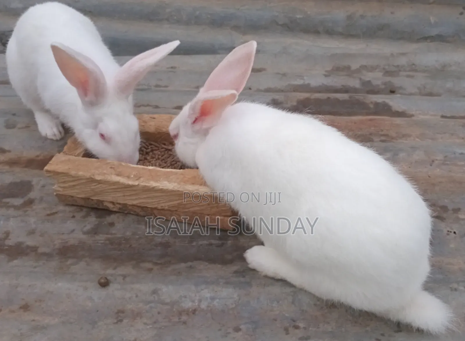 Greens' Rabbit Republic