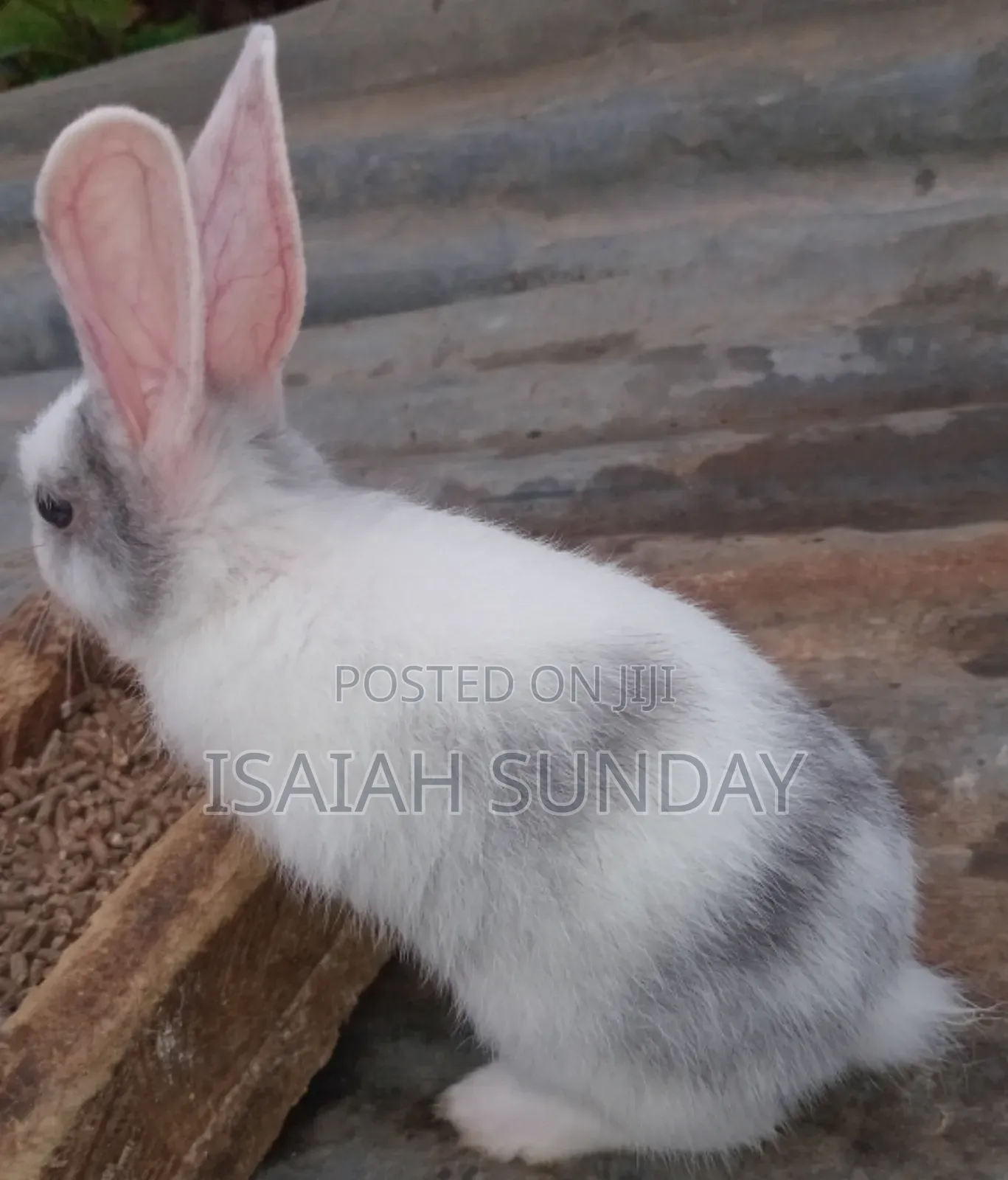 Greens' Rabbit Republic