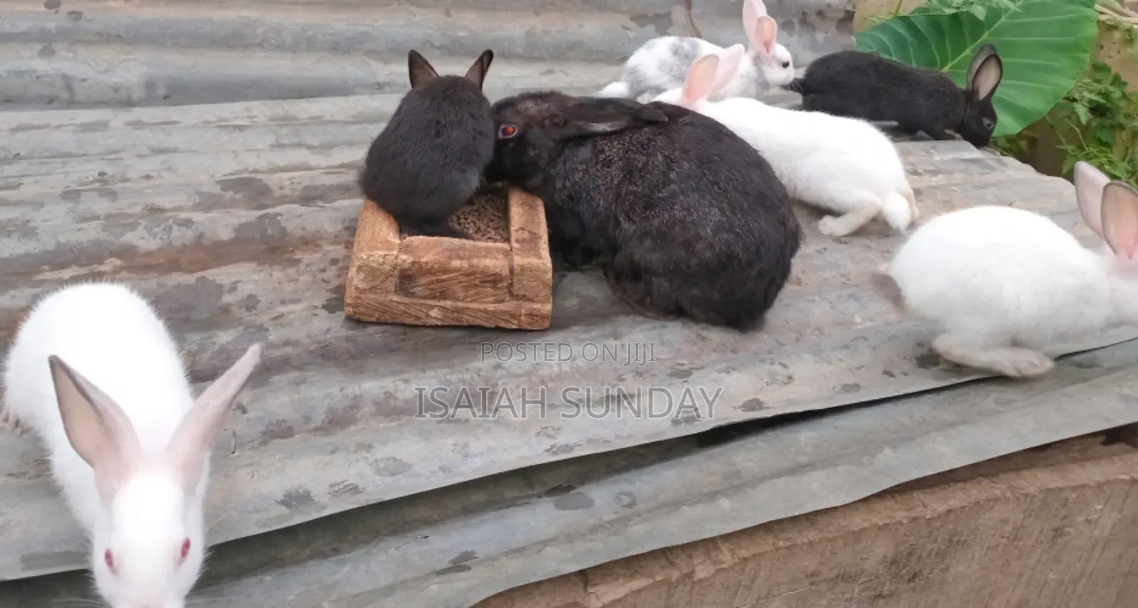 Greens' Rabbit Republic