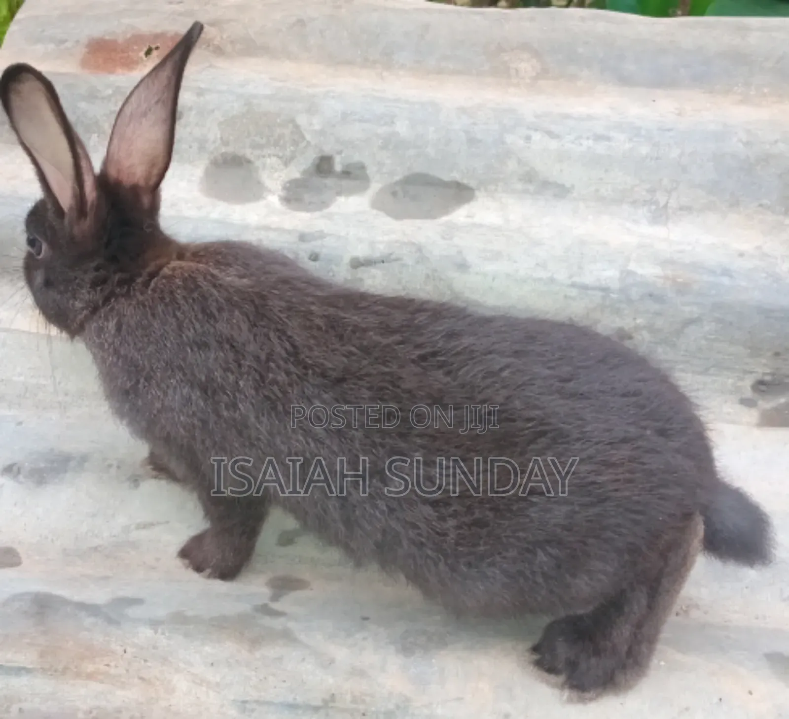Greens' Rabbit Republic