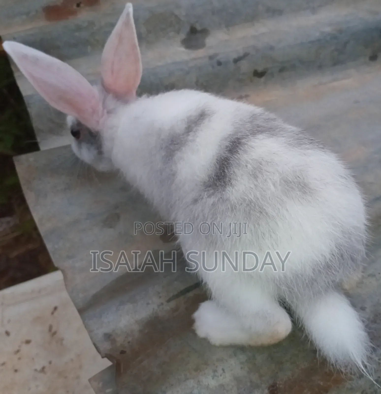 Greens' Rabbit Republic