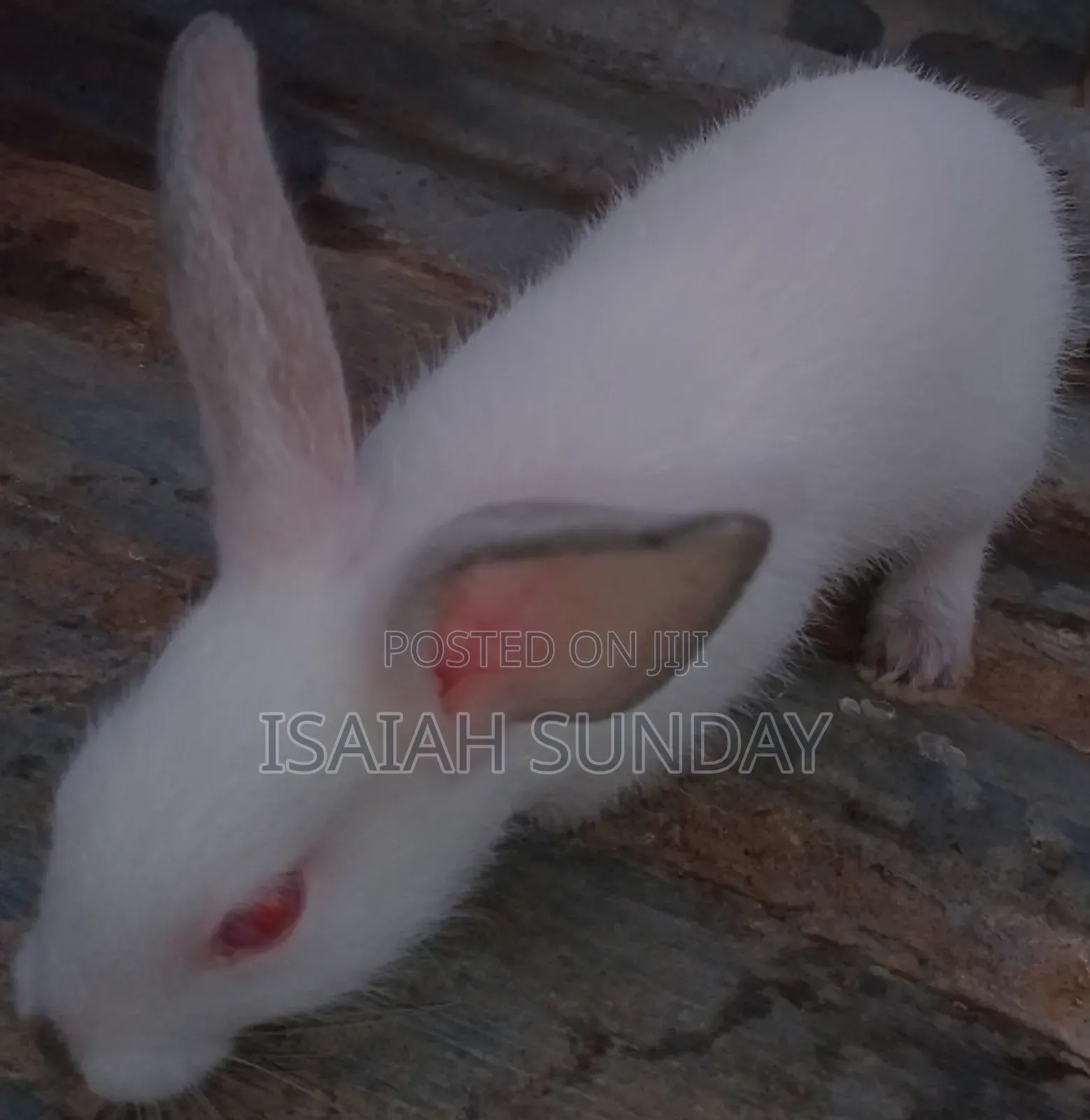 Greens' Rabbit Republic