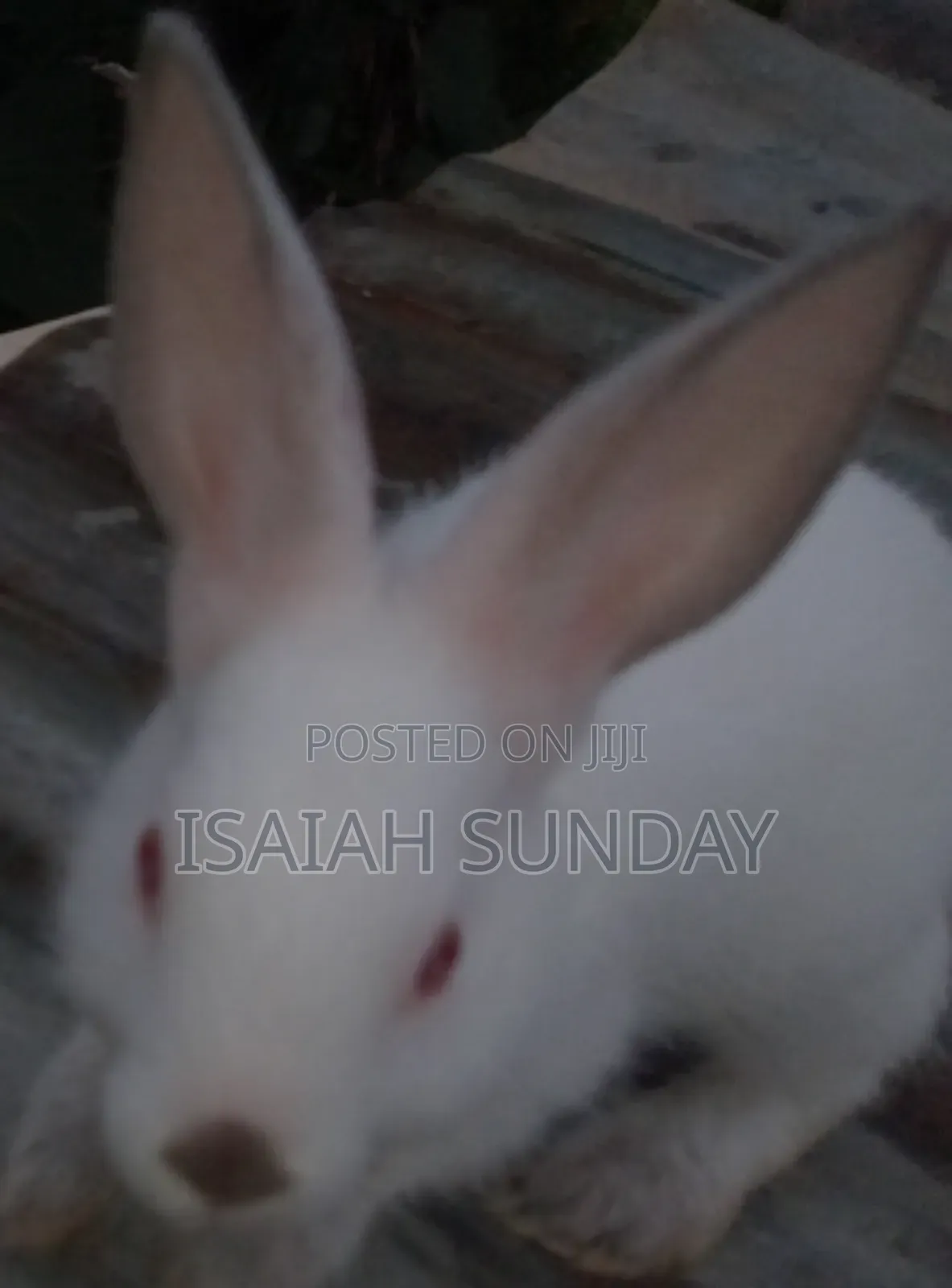 Greens' Rabbit Republic