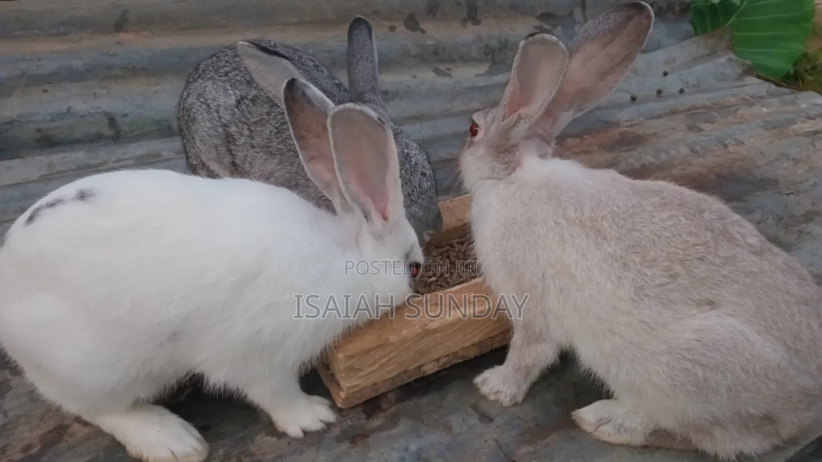 Greens' Rabbit Republic