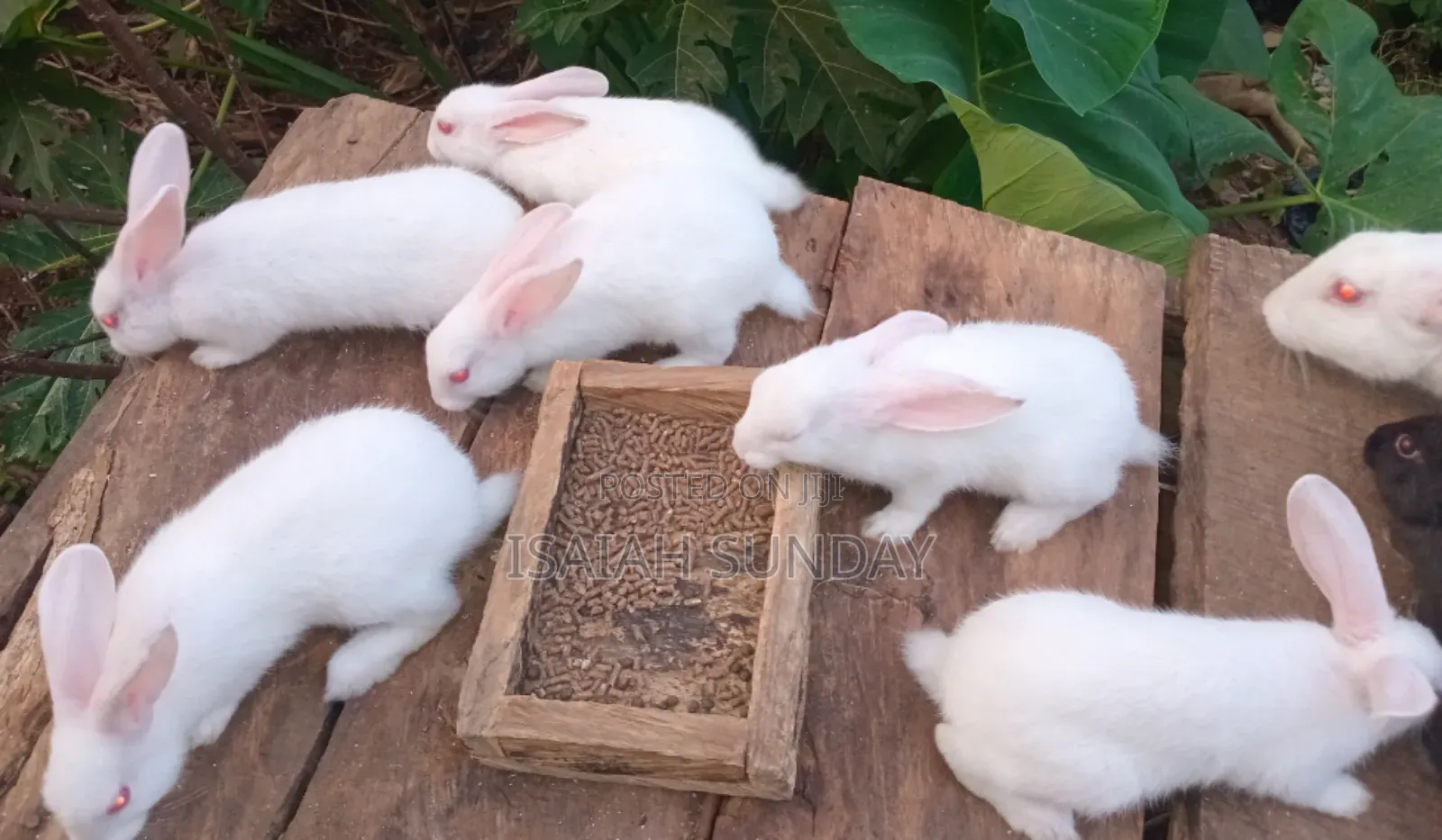 Greens' Rabbit Republic