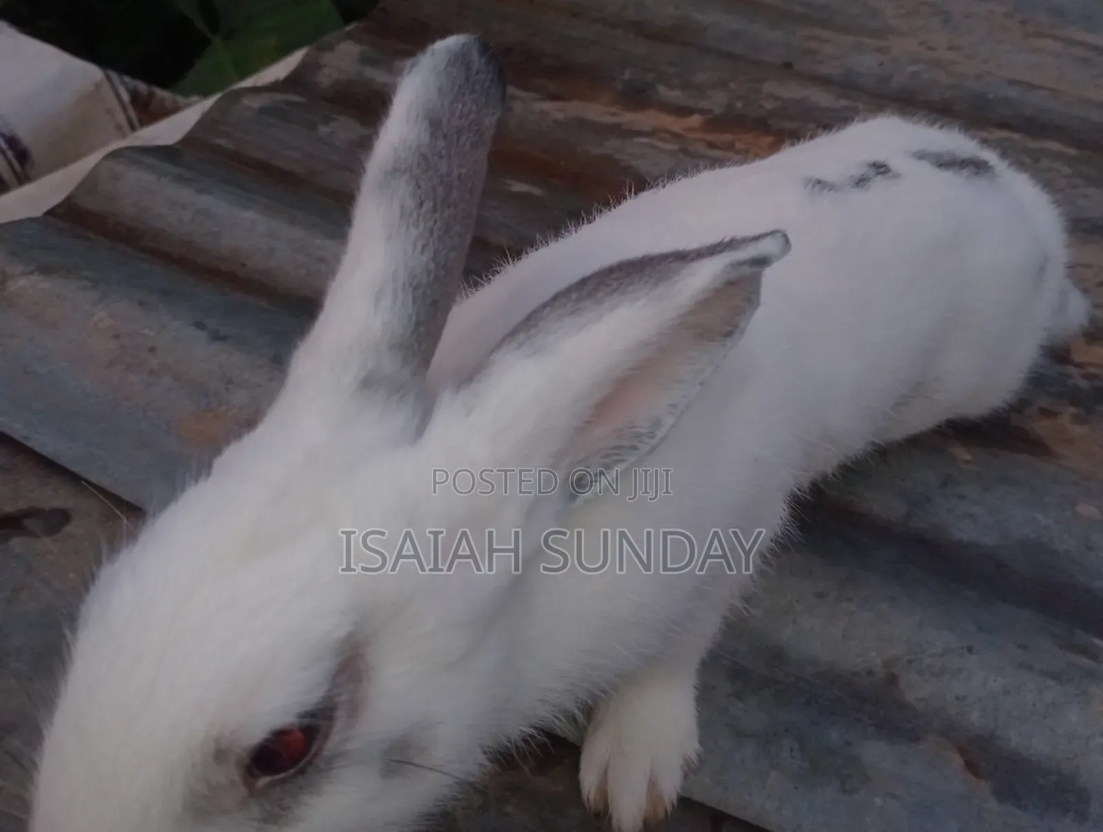 Greens' Rabbit Republic