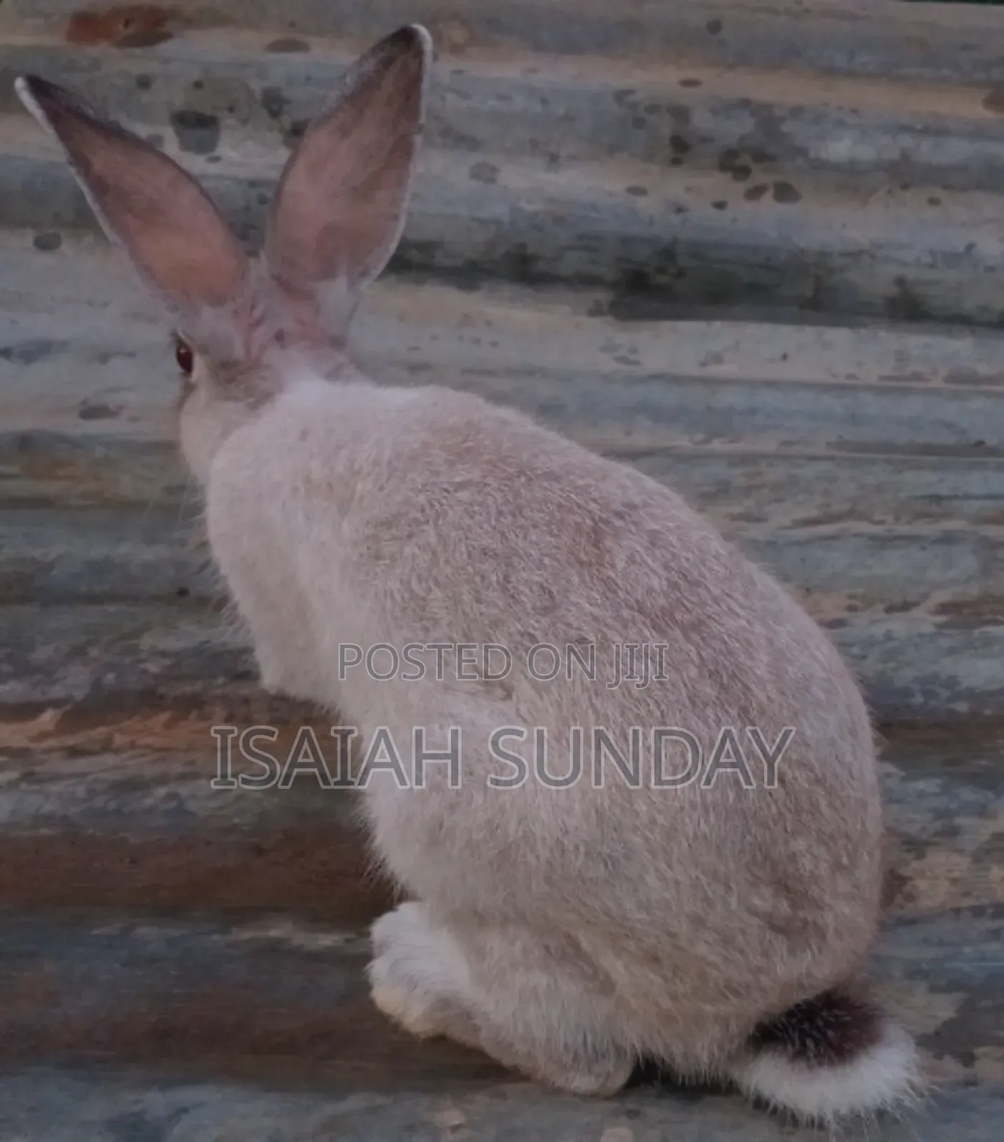 Greens' Rabbit Republic